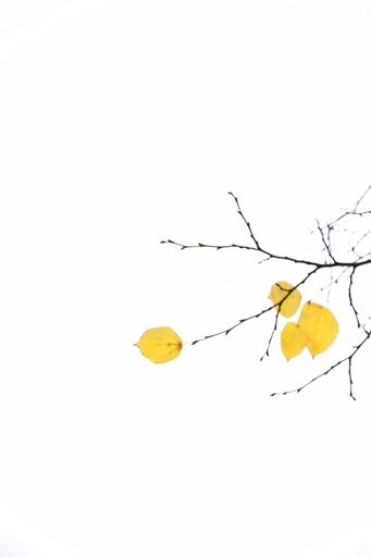 A vertical shot of the branches of an autumn tree with yellow leaves isolated on a white background