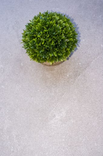A vertical top view of a boxwood plant in a pot on a white surface