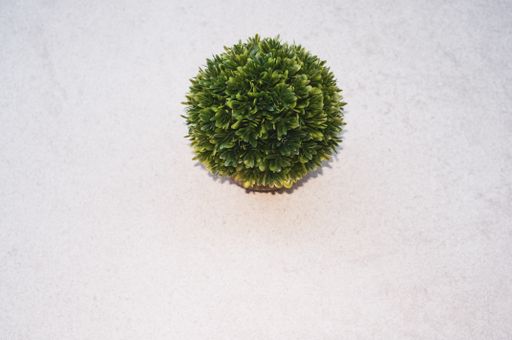 A top view of a boxwood plant in a pot on a white surface