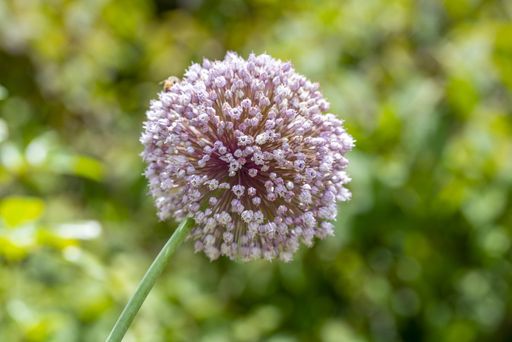A selective focus shot of a beautiful allium flower with blurred background