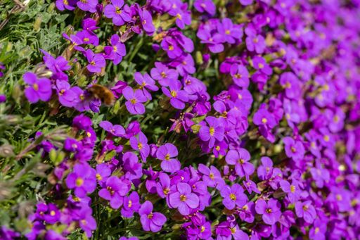 Purple aubretias in a field  with a bee on it