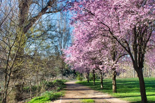A view of a path with a row of cherry blossom trees on a park in Valladolid, Spain