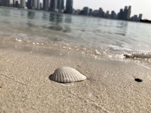 A beautiful view of a tiny white seashell lying on the sand near the water on a summer day