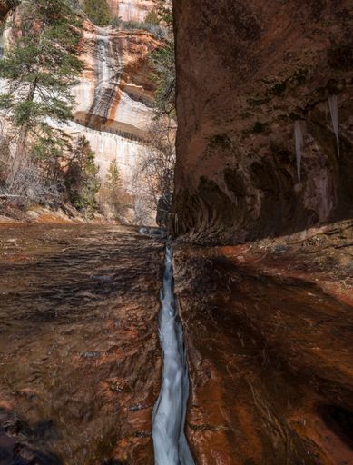 The Left Fork of North Creek in Zion National Park