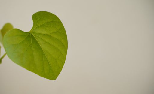 A closeup of a fresh green heart-shaped leaf in the light background with copy space on the right
