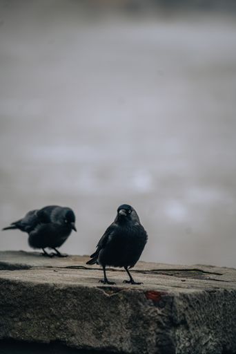 Two little fluffy jackdaw birds on a rocky surface