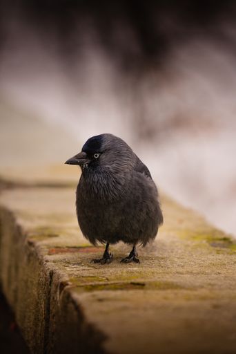 A cute little fluffy jackdaw bird on a rocky surface