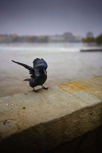 A little fluffy jackdaw bird with its wings open about to fly