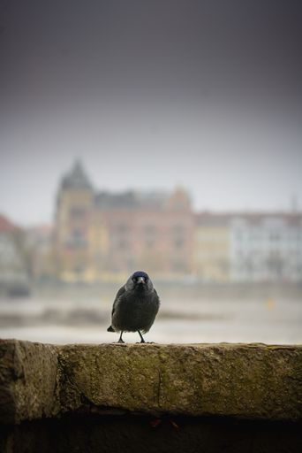 A cute little fluffy jackdaw bird on a rocky surface