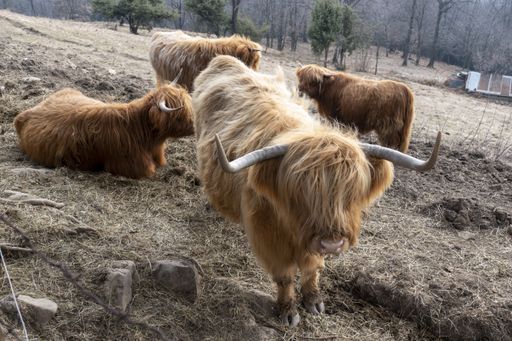 A closeup of highland cattle on the ground in a farm at daytime in the countryside