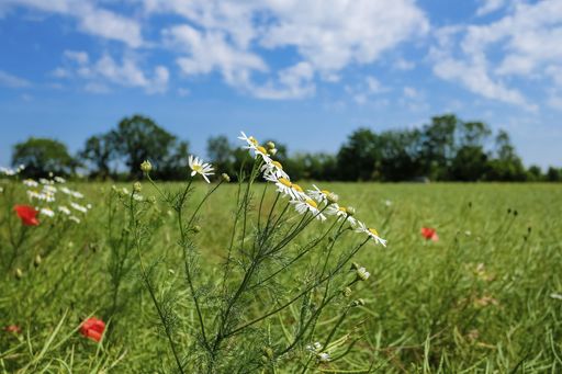 A selective focus shot of blooming wildflowers in the field
