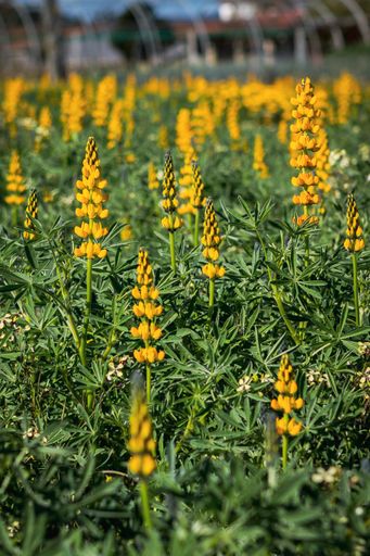 A vertical shot of a yellow lupine field