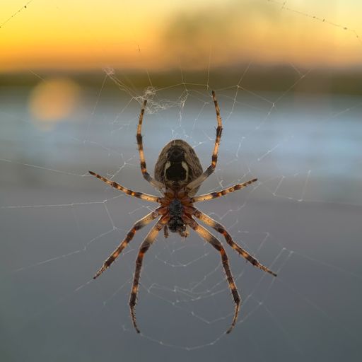 A selective focus shot of a spider on a cobweb