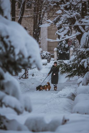 Radauti - Romania - 7th February 2020: Woman walking with the dogs in the park during winter