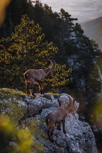 Two Alpine ibex standing atop a mountain peak, surrounded by a lush landscape of forests, meadows, and mountain ranges