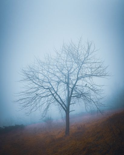 An eerie view of a single tree growing in the middle of a field on a foggy day