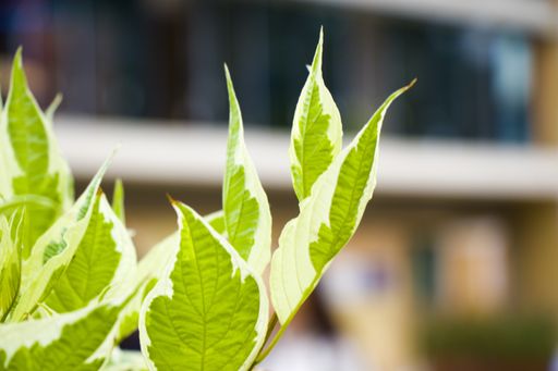 A selective focus of Siberian dogwood plant growing in a garden against a blurred background