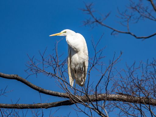 A portrait of a great egret bird standing on the dry tree branch near Yokohama, Japan