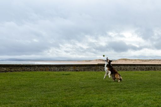 An adorable Border Collie dog playing with a ball in a park