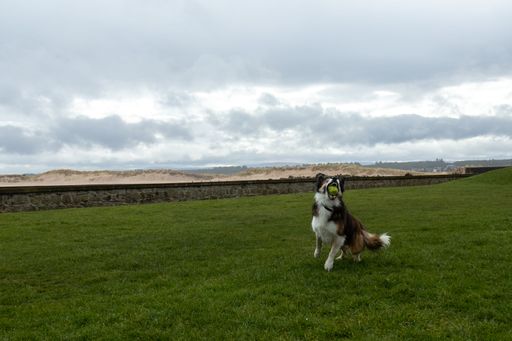 An adorable Border Collie dog playing with a ball in a park