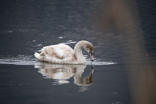 A mute swan floating in the lake in spring