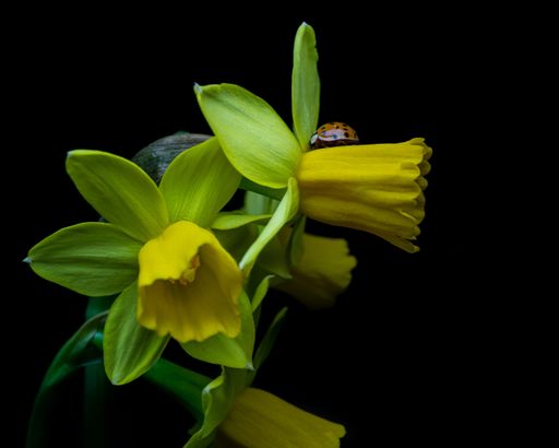 A ladybug on a yellow daffodil flower isolated on a dark background