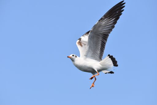 A closeup shot of a white common gull soaring in the blue sky with wide-open wings