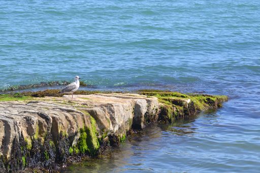 A seagull perched on the coast overlooking the sea in summer