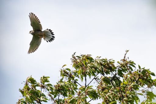 A low angle shot of a hawk flying above alphitoia trees on a gloomy day