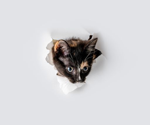 A kitten peers out of a torn hole in a sheet of white paper