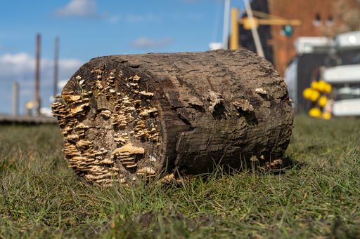 A close-up shot of a wooden log covered in small mushrooms on a green grass surface
