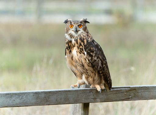 A majestic Eurasian eagle-owl perched atop a rustic wooden post surrounded by lush greenery