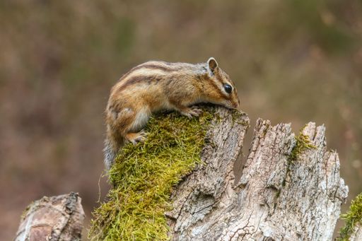 A Closeup of a Red-tailed Chipmunk on a trunk of a tree against a blurred background