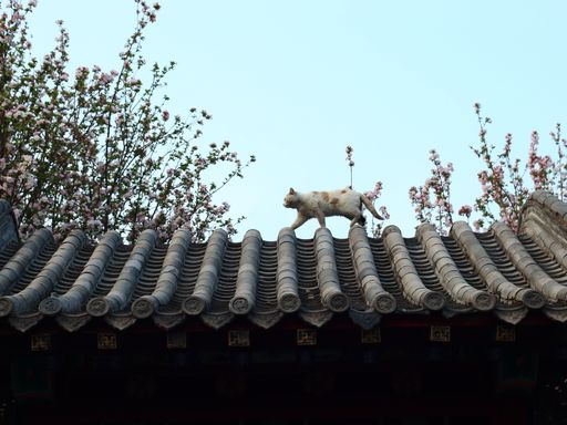 A white striped cat is walking across the top of a house's roof, trees in the backdrop