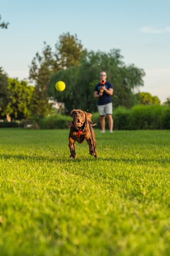 A brown Bracco dog running behind a tennis ball with its owner in the background