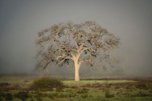 A solitary white tree, standing alone in a vast open field, against a foggy sky.