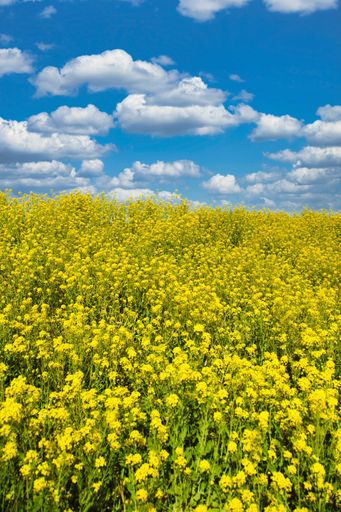 Picture of a stunning landscape in Japan featuring a vibrant field of Nanohana flowers during the Spring season