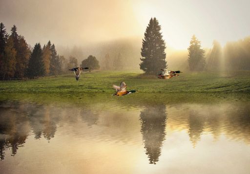 A flock of ducks flying over the river at sunset, on a cold rainy time