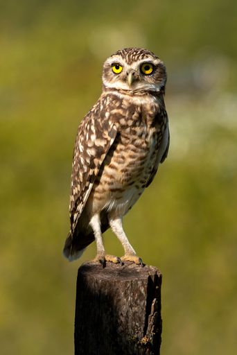 A majestic owl perched atop a post in a tranquil outdoor setting, gazing contentedly into the distance