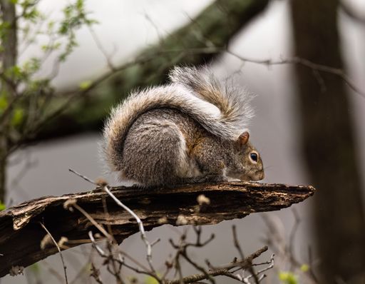 A closeup of an eastern gray squirrel on a tree branch in a forest with a blurry background