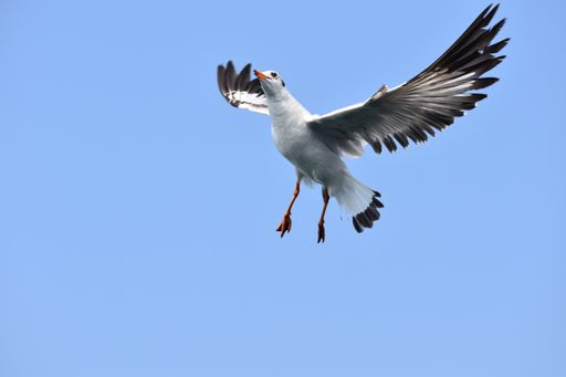 A low angle shot of a seagull flying under th