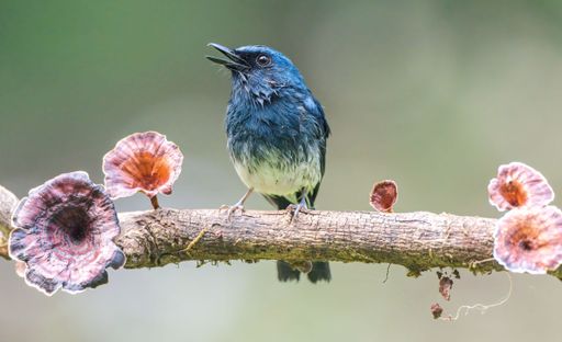 A flycatcher bird perched on a branch covered in pink and white flowers and lush green foliage