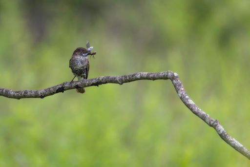A selective focus of an Eastern phoebe perched on a tree branch in a field