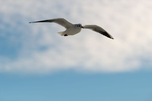 A low angle shot of a seagull flying under a blue cloudy sky