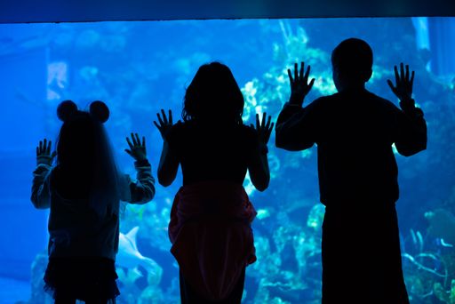 Three silhouetted individuals standing in front of a glass tank of large fish, illuminated by a bright light source