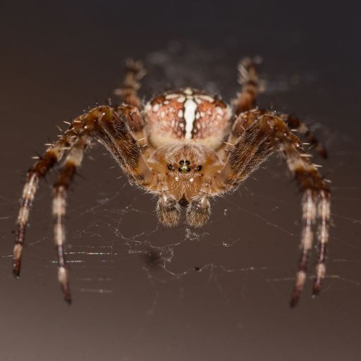 A close-up macro shot of a spider suspended in a web
