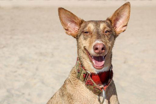 A close-up of an adorable Podenco Canario dog sitting in the sand