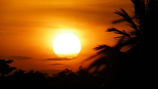 A stunning sunset illuminates the horizon over a tranquil landscape of lush palm trees