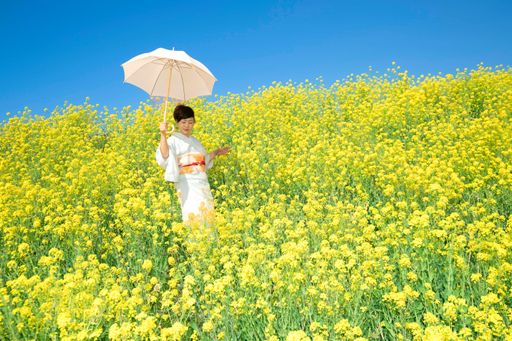 Japanese woman wearing kimono enjoys the Spring season in beautiful Yellow Flowers or Nanohana Blooming in Japan.