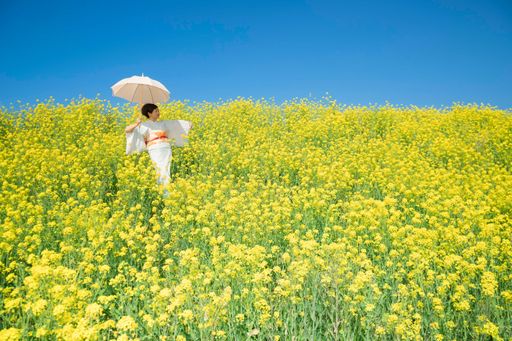 Japanese woman wearing kimono enjoys the Spring season in beautiful Yellow Flowers or Nanohana Blooming in Japan.